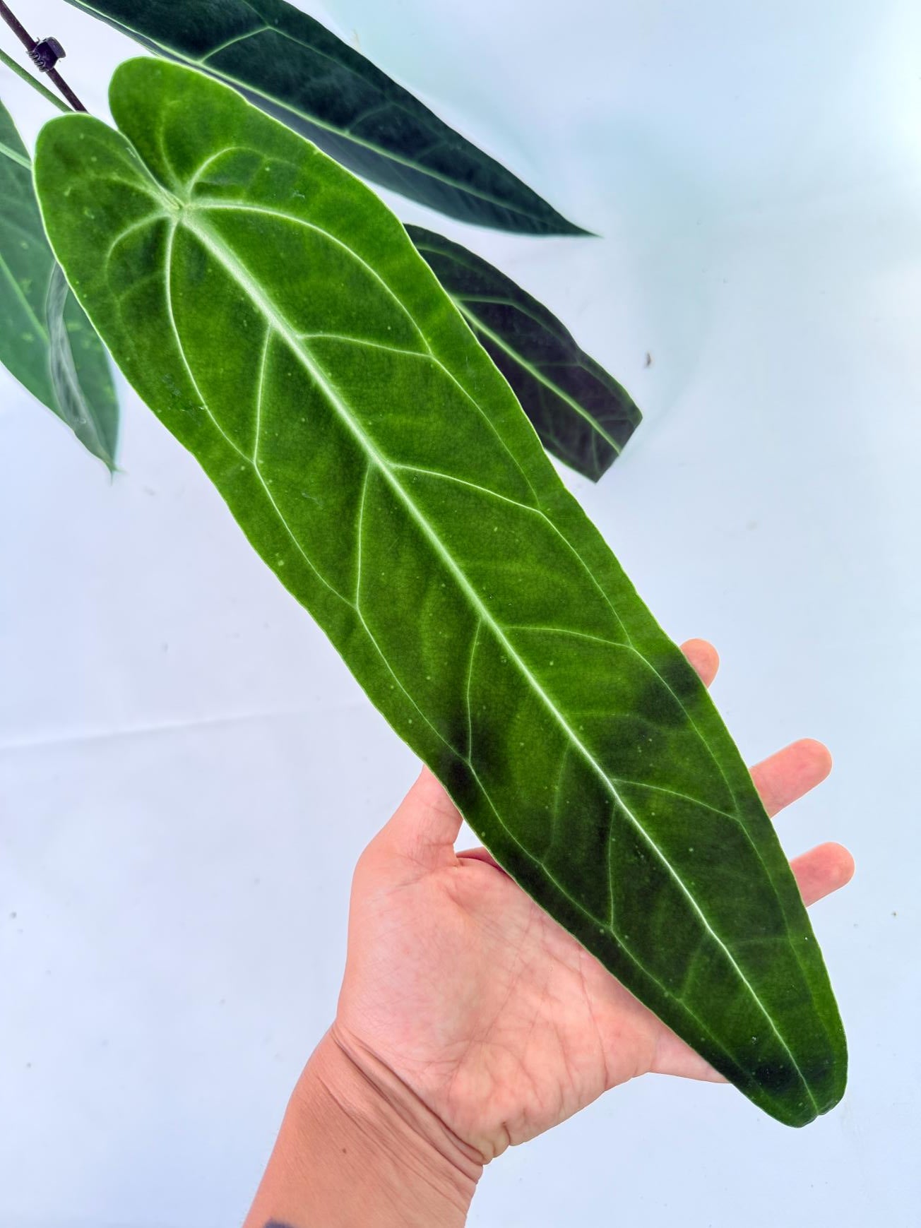 Anthurium Warocqueanum 07