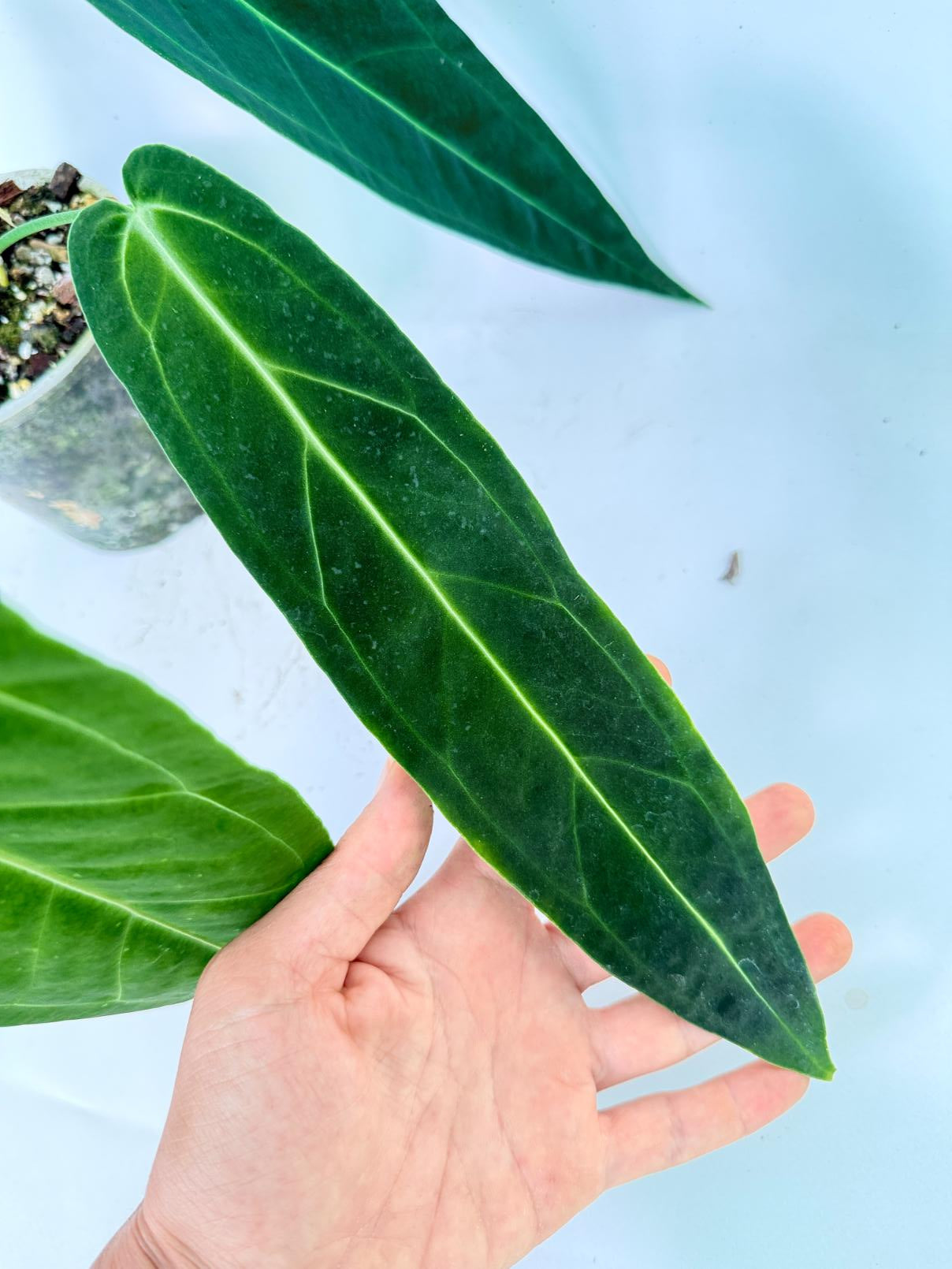 Anthurium Warocqueanum 08