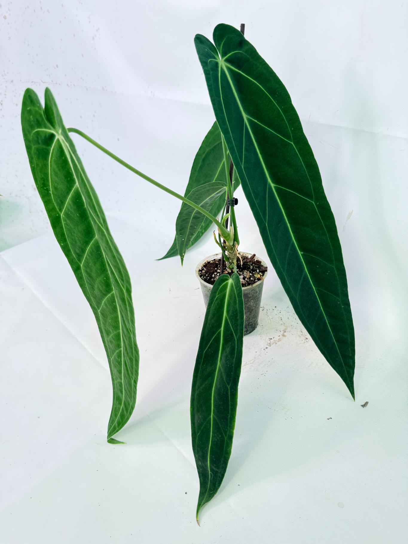 Anthurium Warocqueanum 09