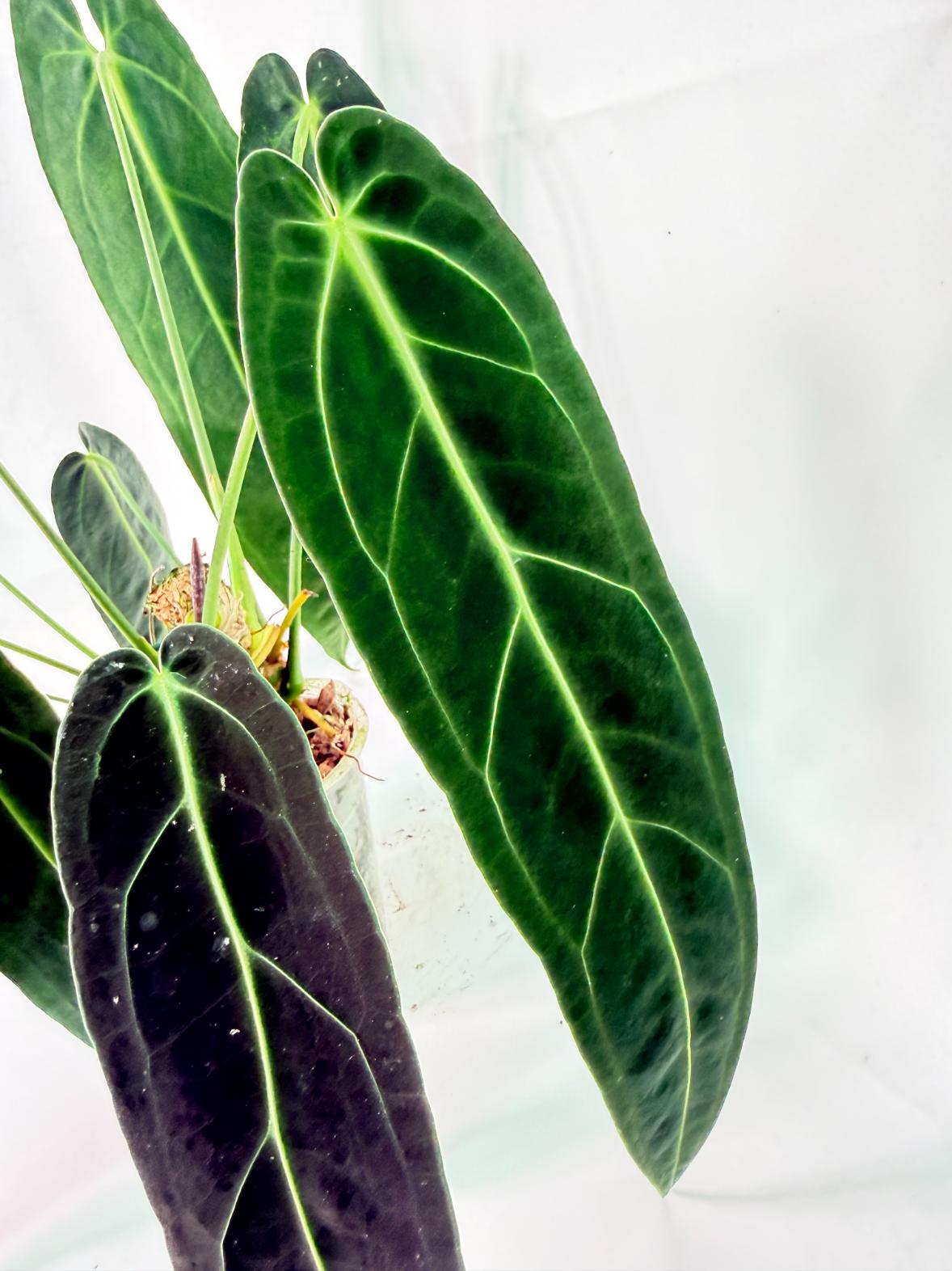 Anthurium Warocqueanum 08