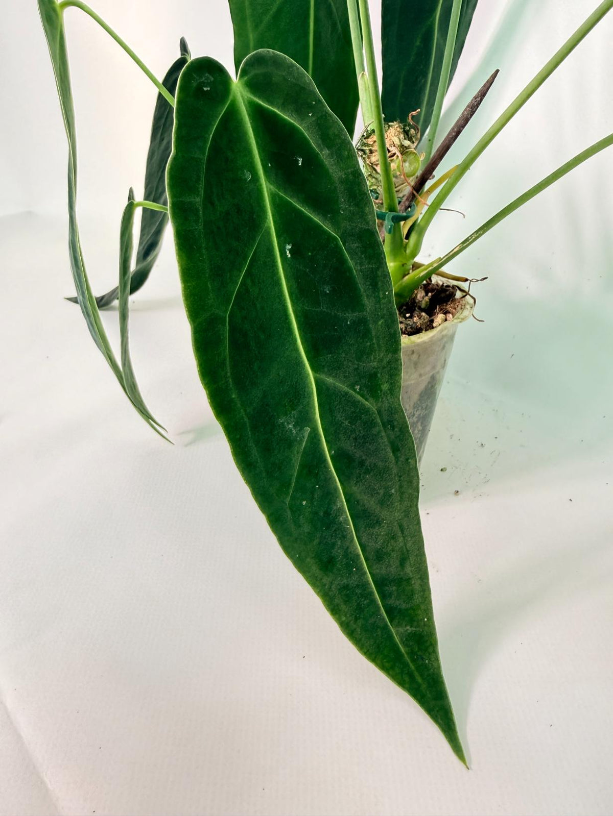 Anthurium Warocqueanum 09