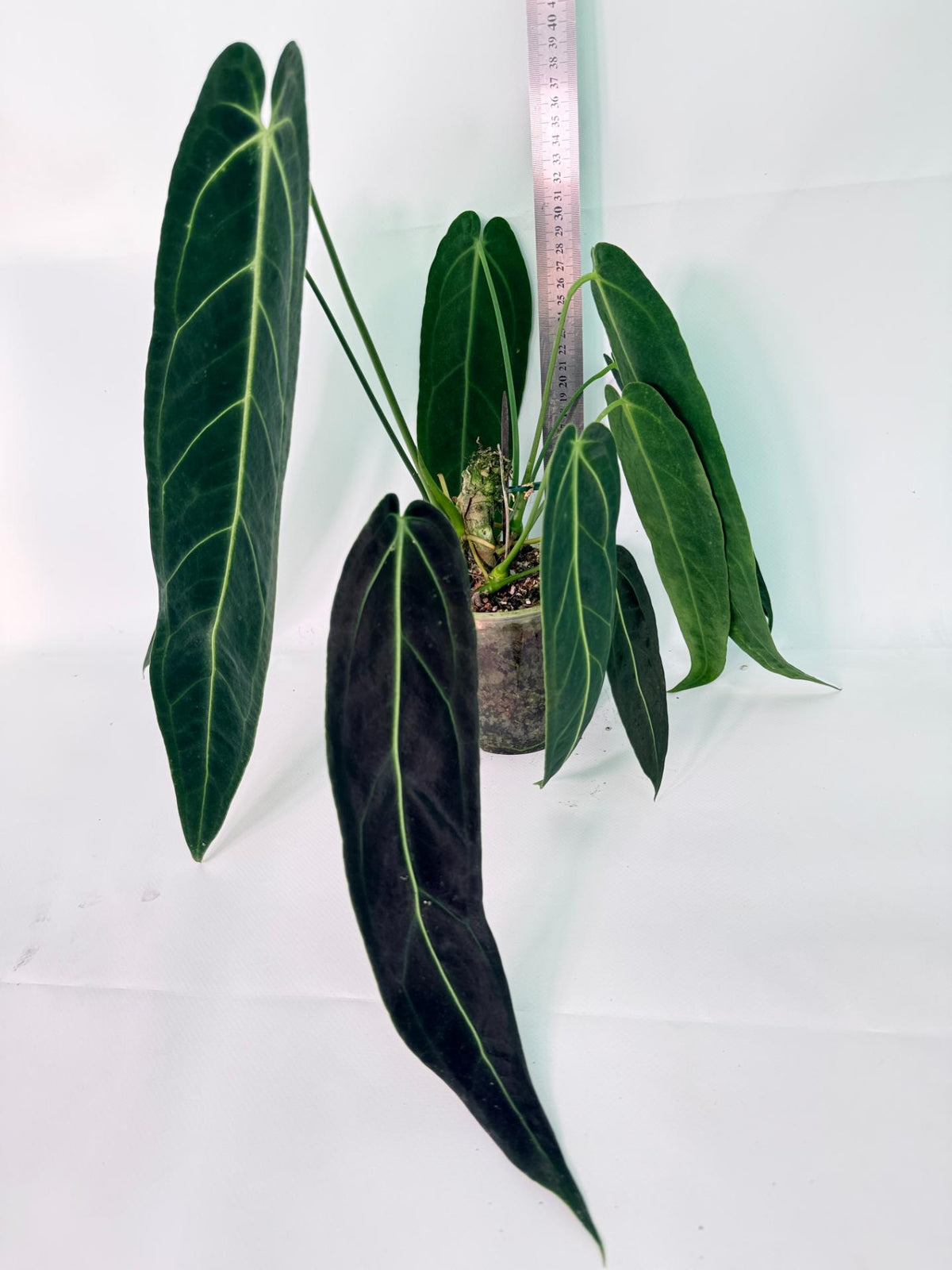 Anthurium Warocqueanum 10