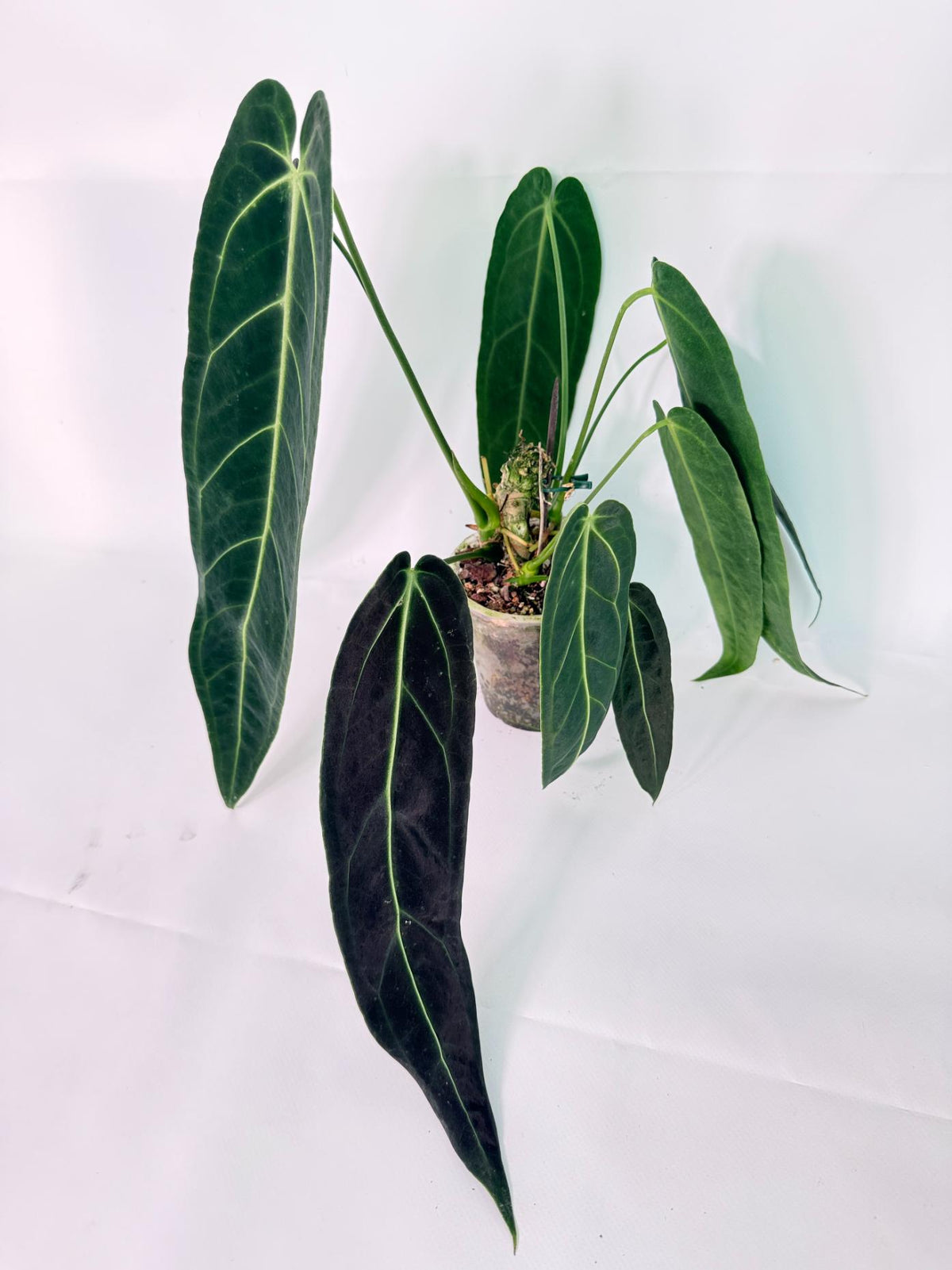 Anthurium Warocqueanum 01