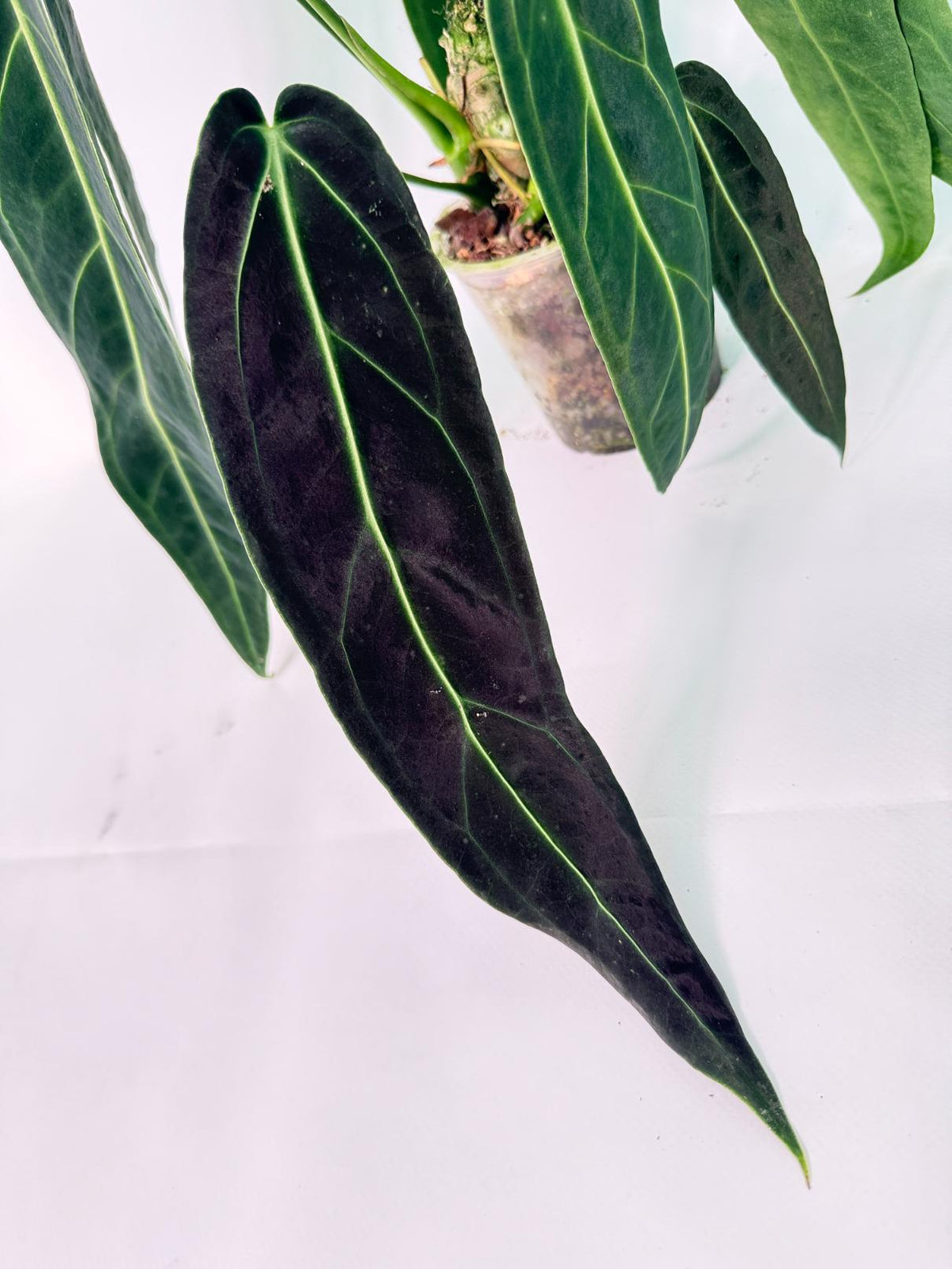 Anthurium Warocqueanum 02