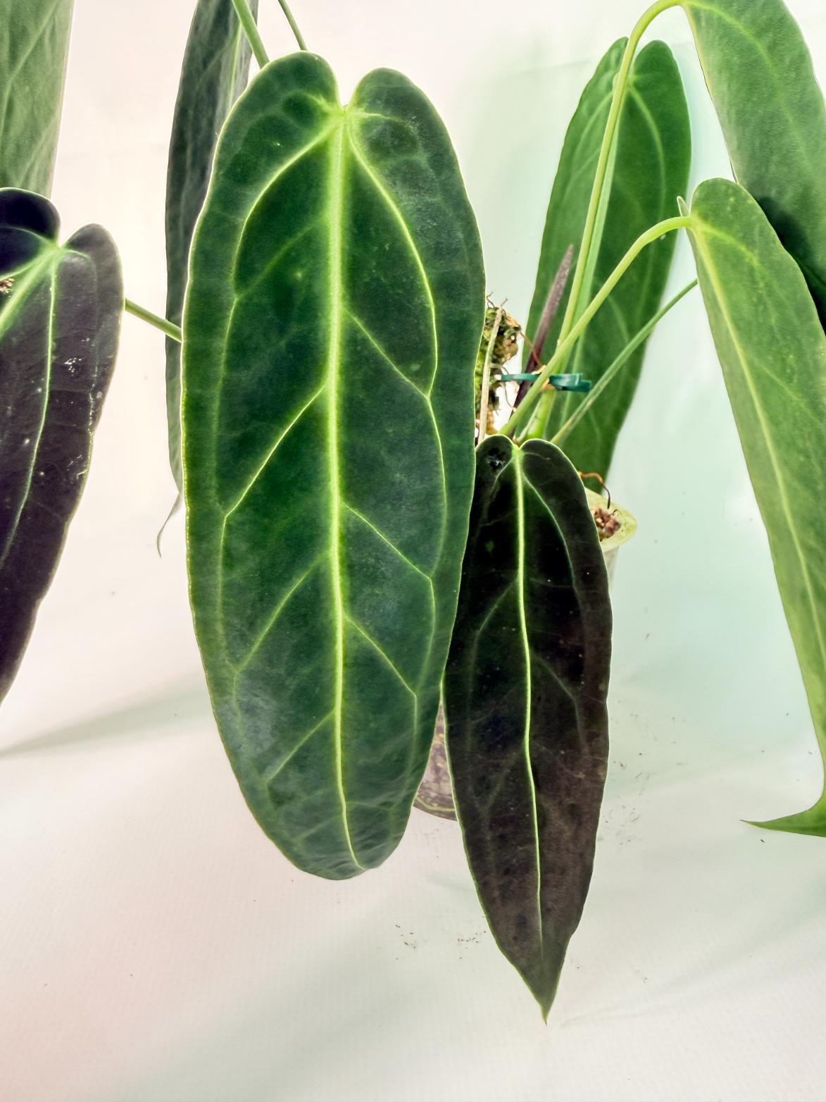 Anthurium Warocqueanum 03