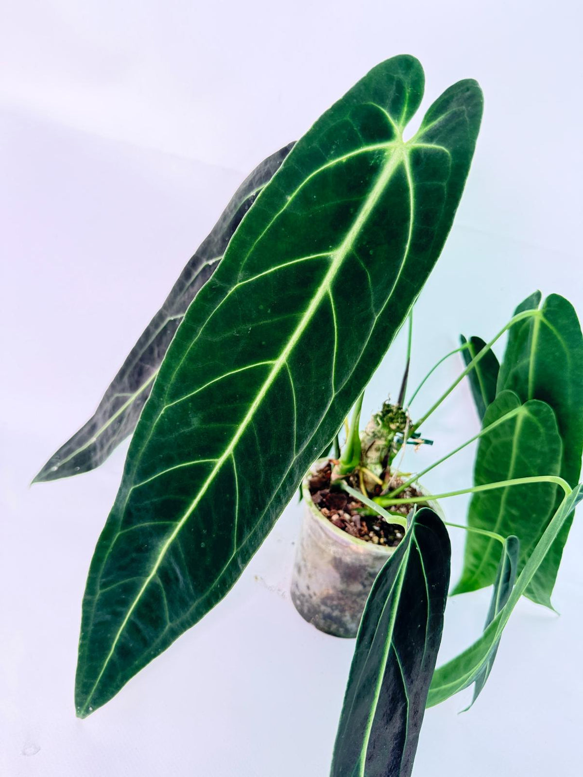 Anthurium Warocqueanum 04