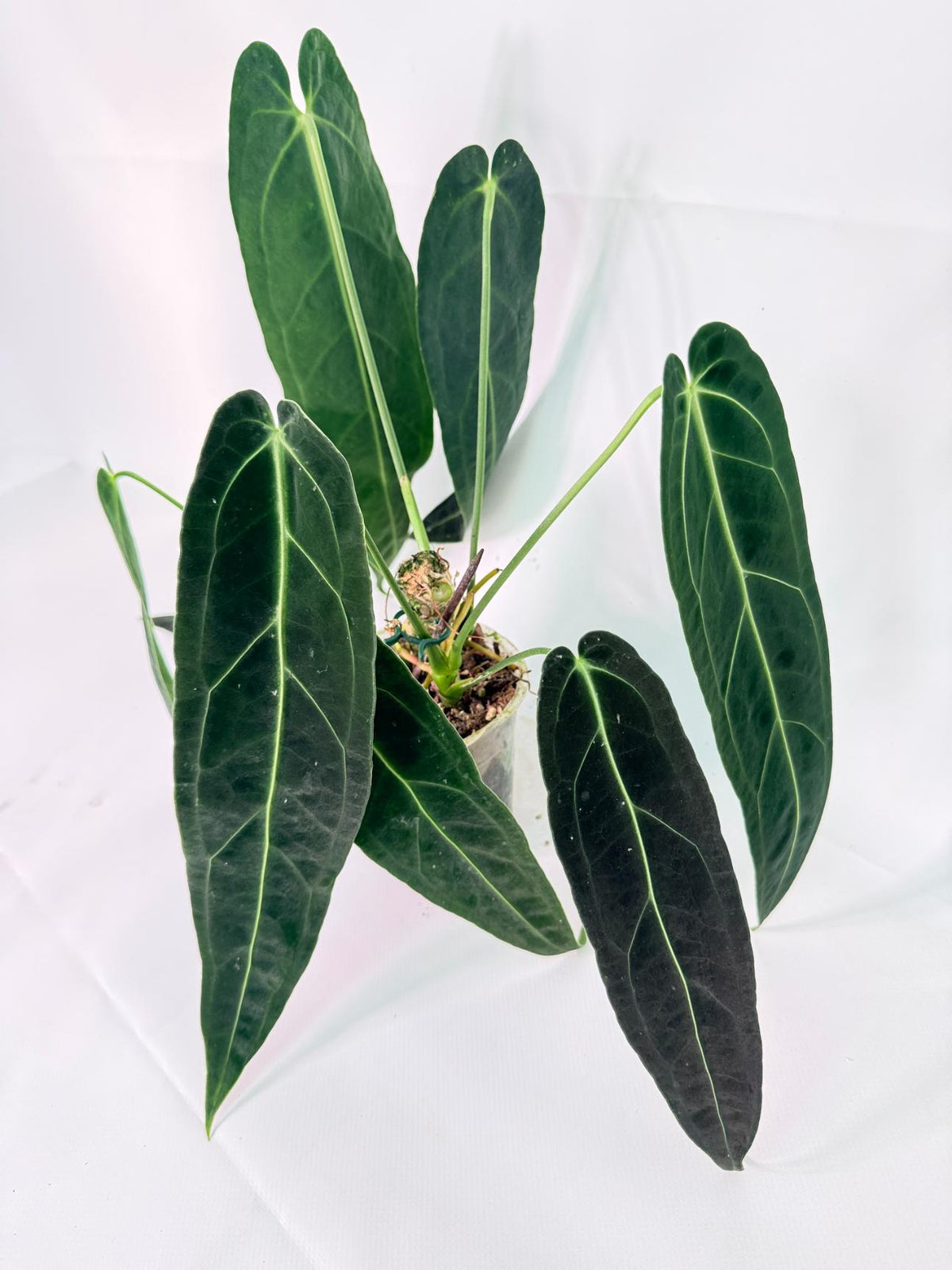 Anthurium Warocqueanum 05