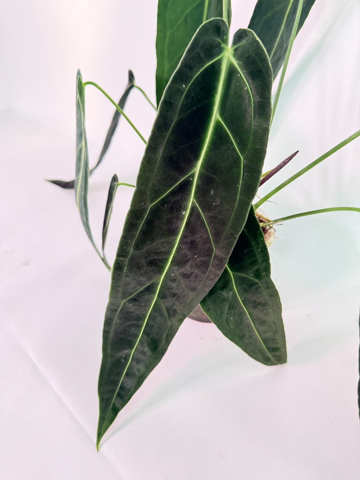 Anthurium Warocqueanum 06