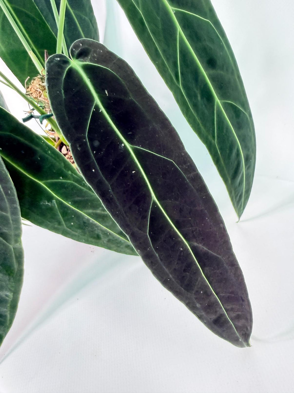 Anthurium Warocqueanum 07