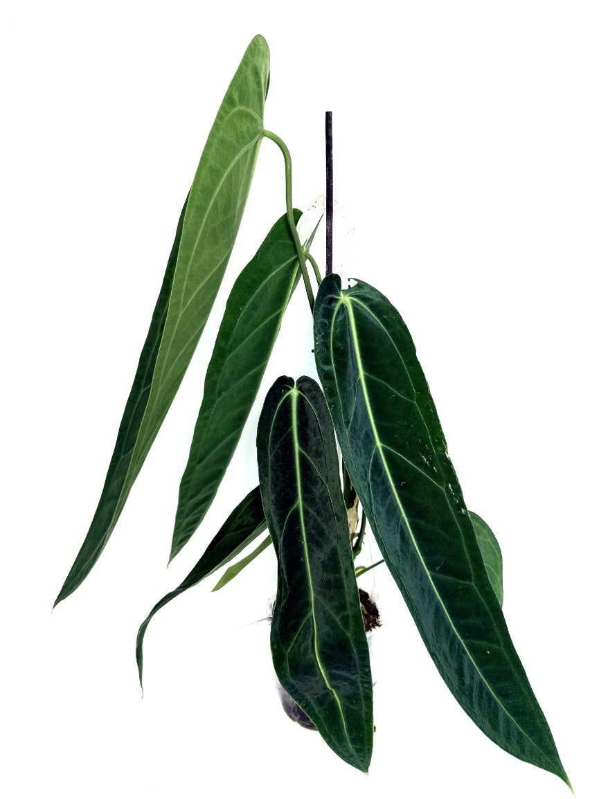 Anthurium_Warocqueanum_XL
