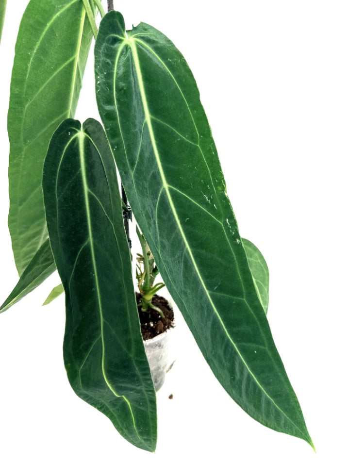 Anthurium_Warocqueanum_XL
