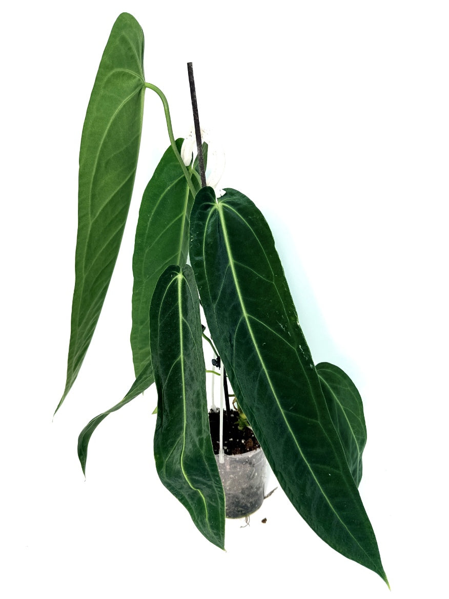 Anthurium_Warocqueanum_XL