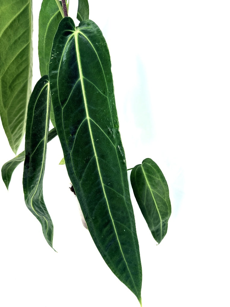 Anthurium_Warocqueanum_XL