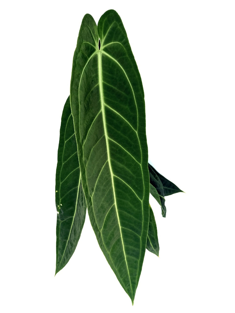 Anthurium_Warocqueanum_XL