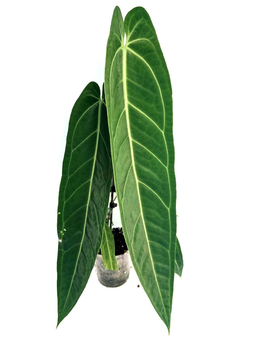 Anthurium_Warocqueanum_XL