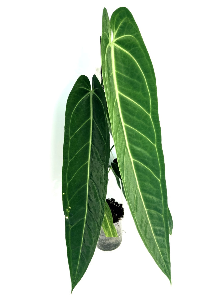 Anthurium_Warocqueanum_XL