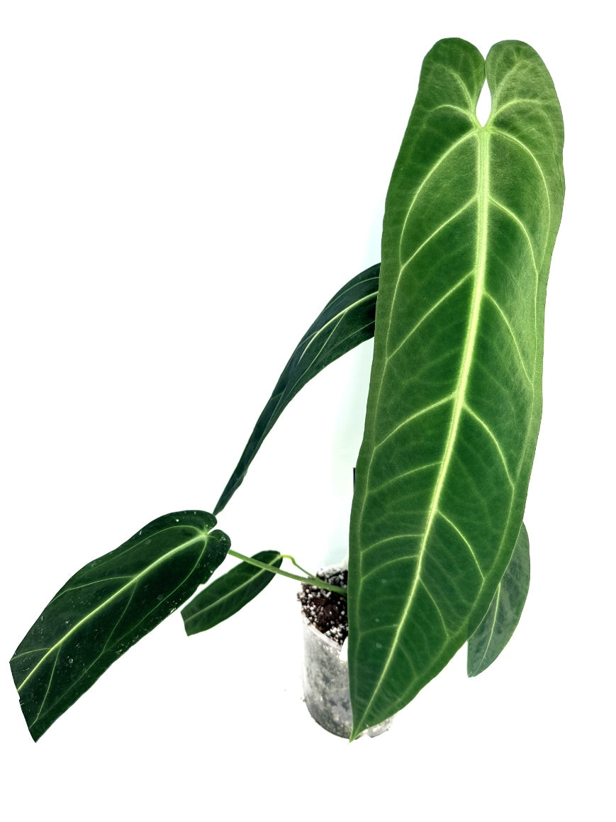 Anthurium_Warocqueanum_XL