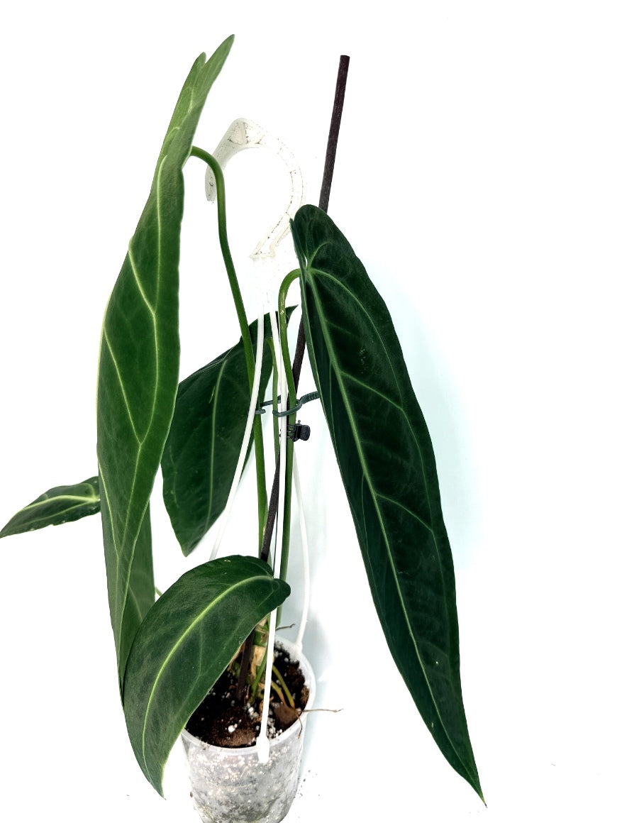 Anthurium_Warocqueanum_XL