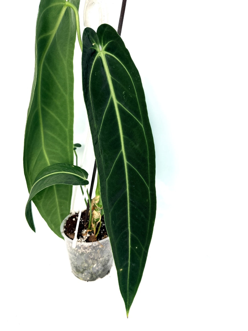 Anthurium_Warocqueanum_XL