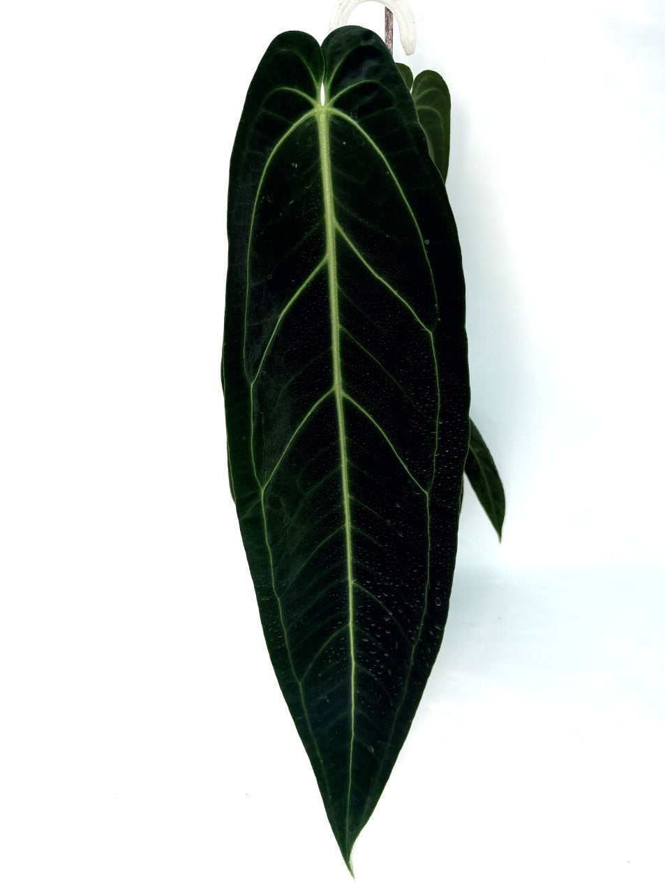 Anthurium_Warocqueanum_XL