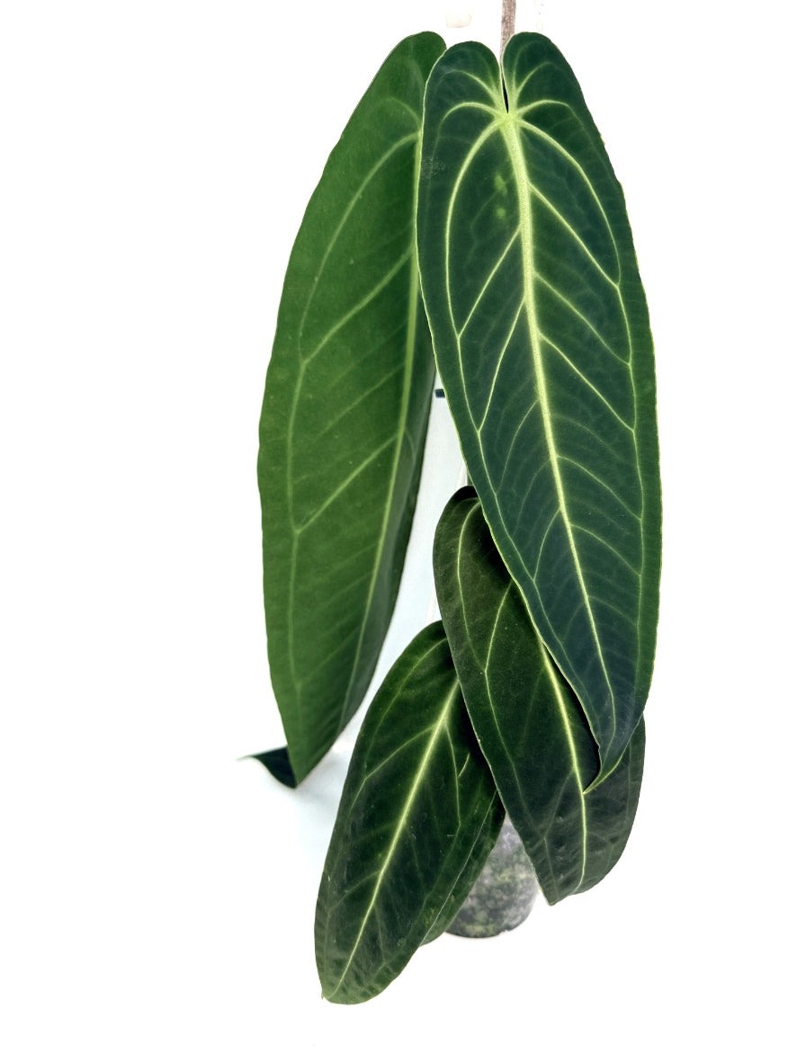 Anthurium_Warocqueanum_XL