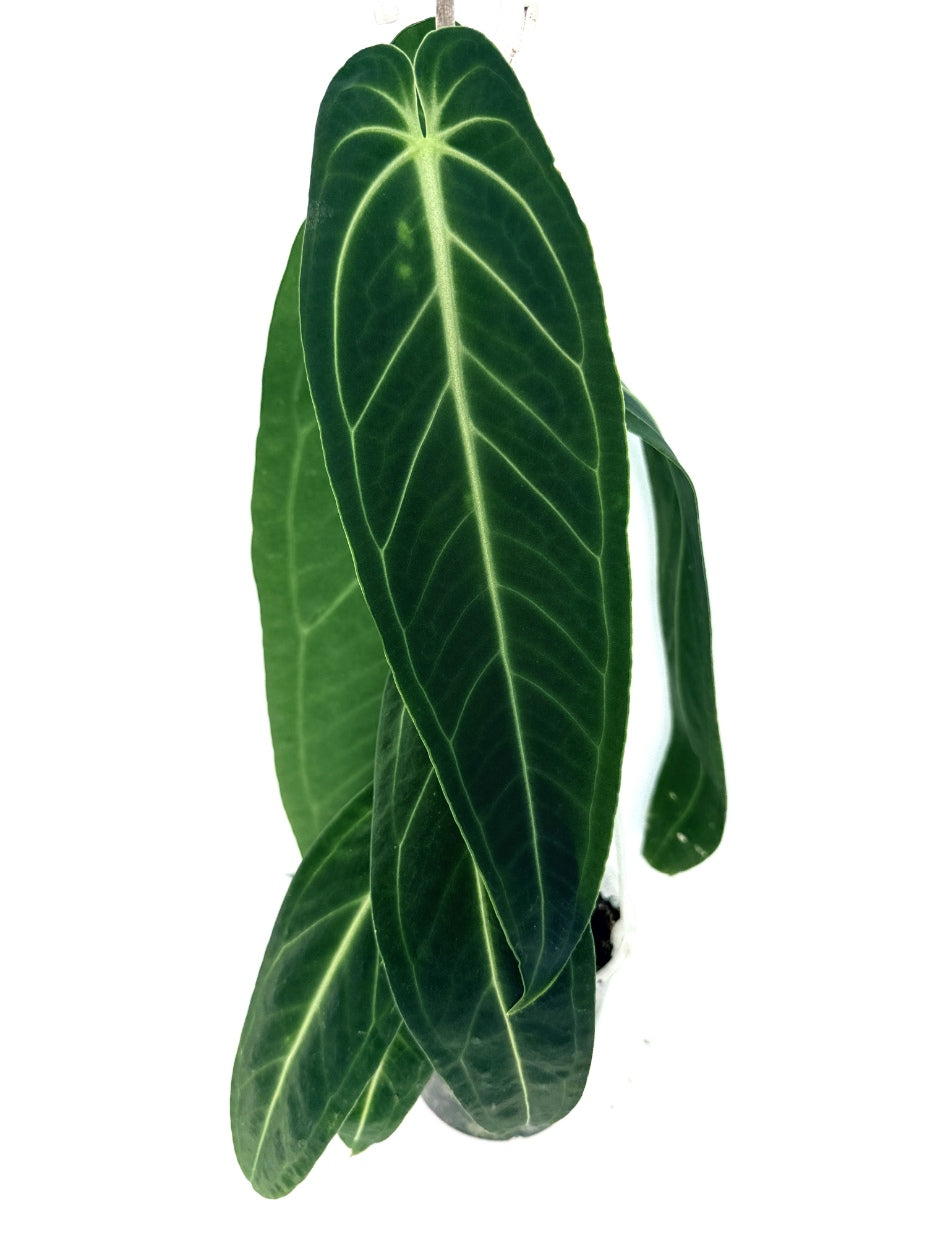 Anthurium_Warocqueanum_XL