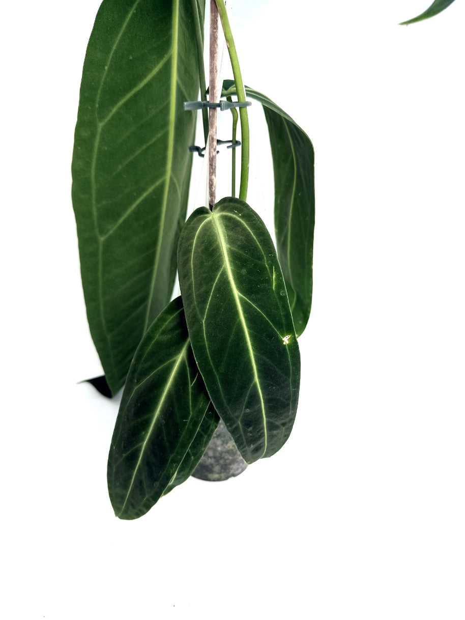 Anthurium_Warocqueanum_XL