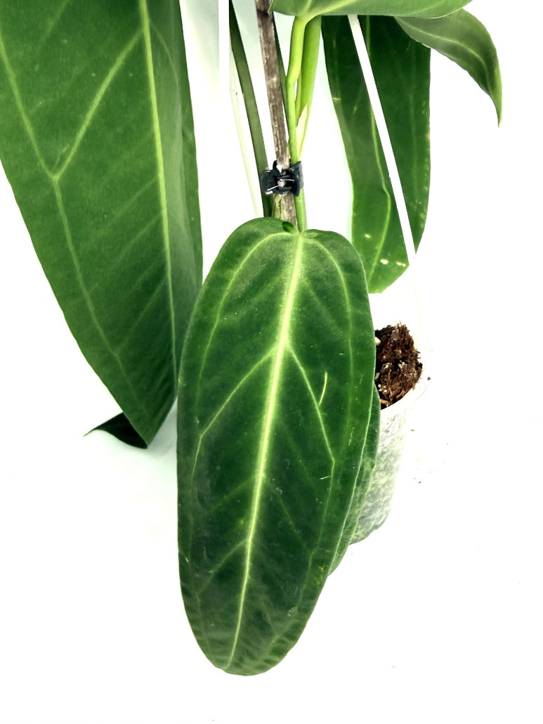 Anthurium_Warocqueanum_XL
