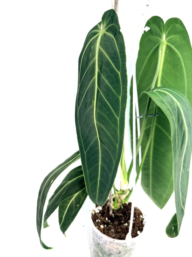 Anthurium_Warocqueanum_XL