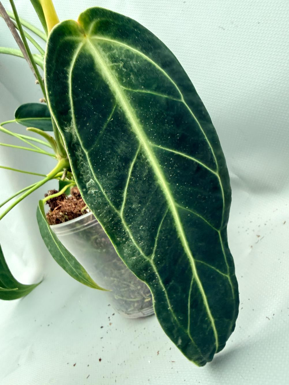 Anthurium Warocqueanum XL 09