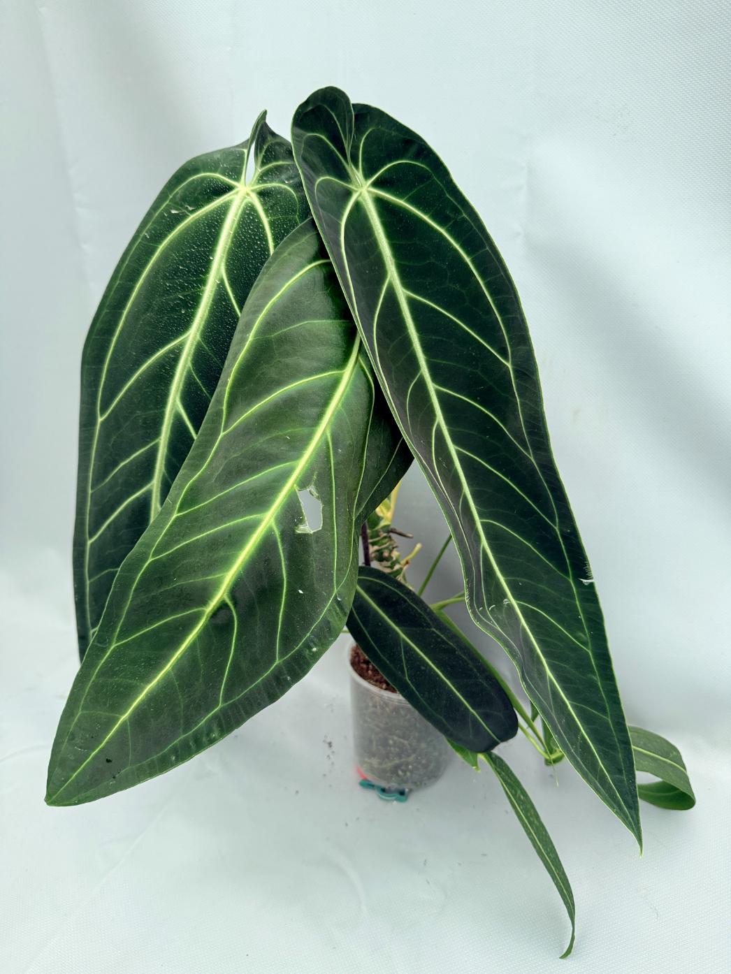 Anthurium Warocqueanum XL 01