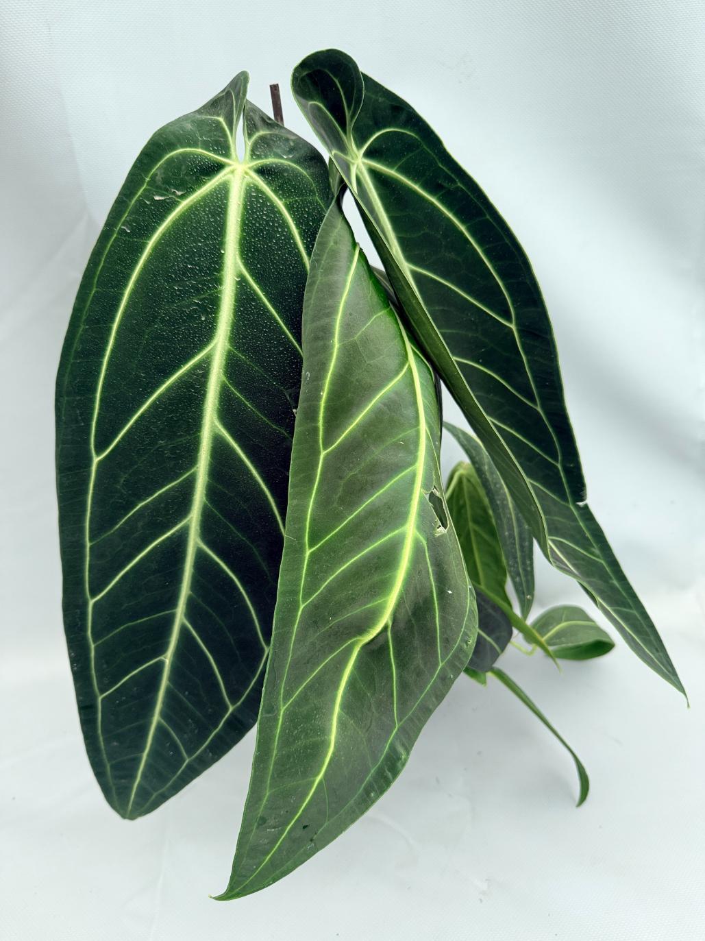 Anthurium Warocqueanum XL 02