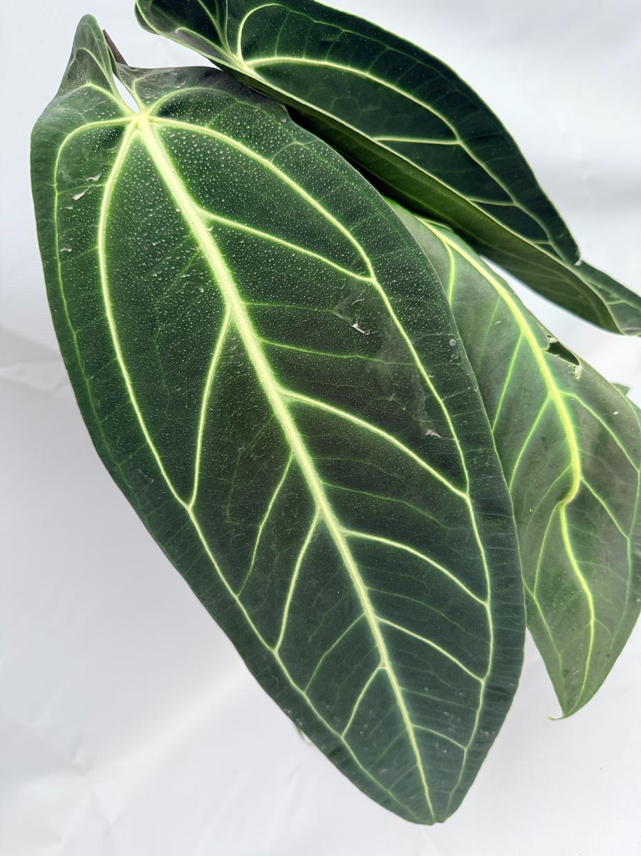 Anthurium Warocqueanum XL 03