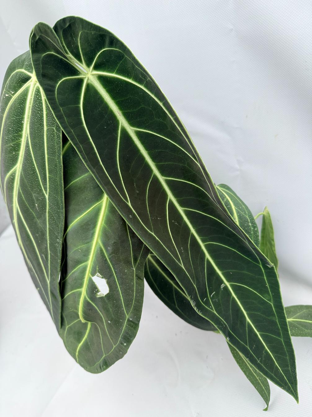 Anthurium Warocqueanum XL 04