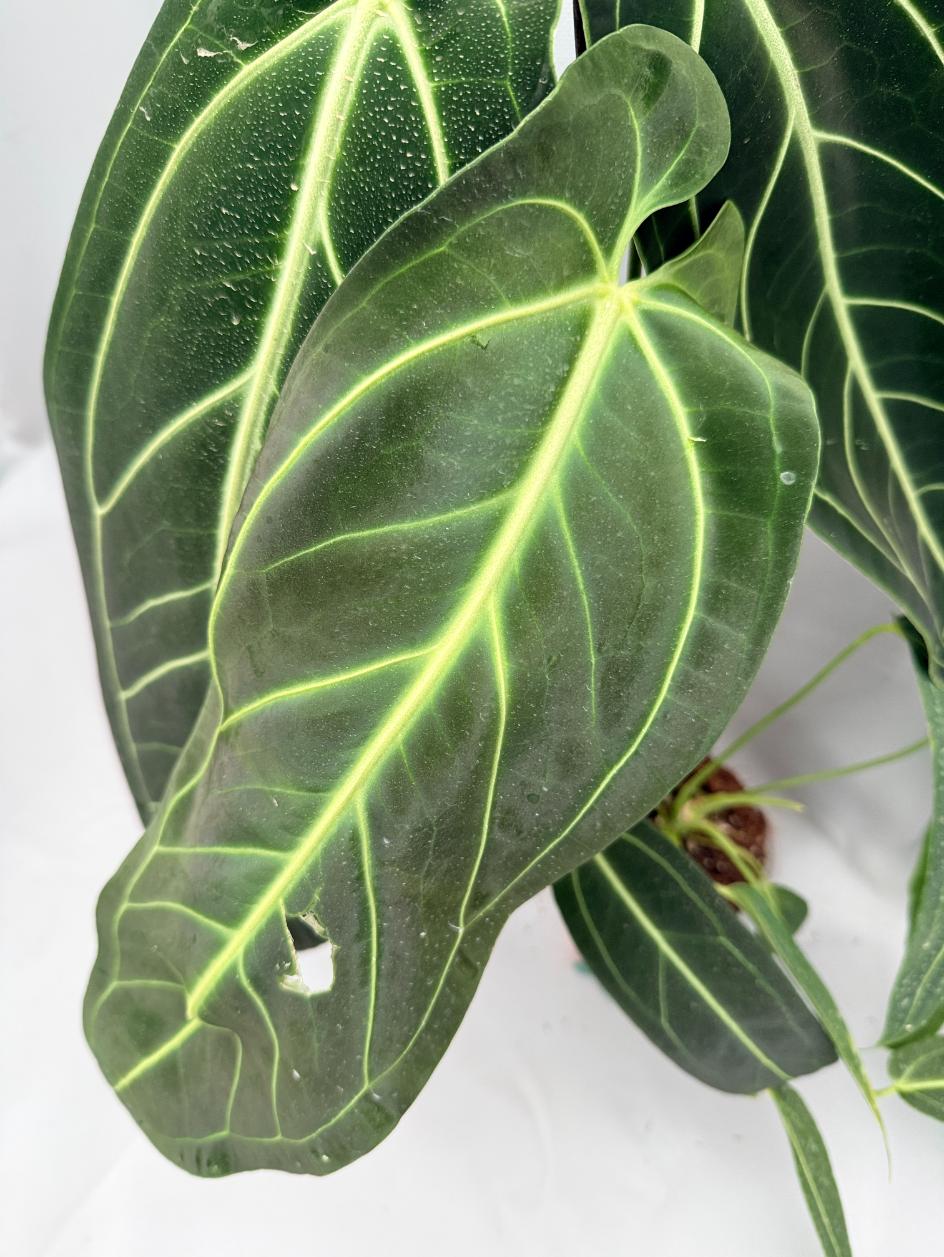 Anthurium Warocqueanum XL 05