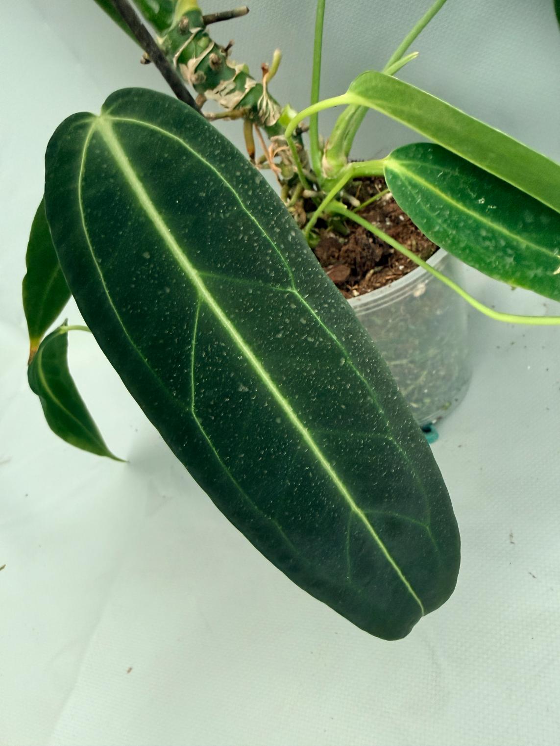 Anthurium Warocqueanum XL 06