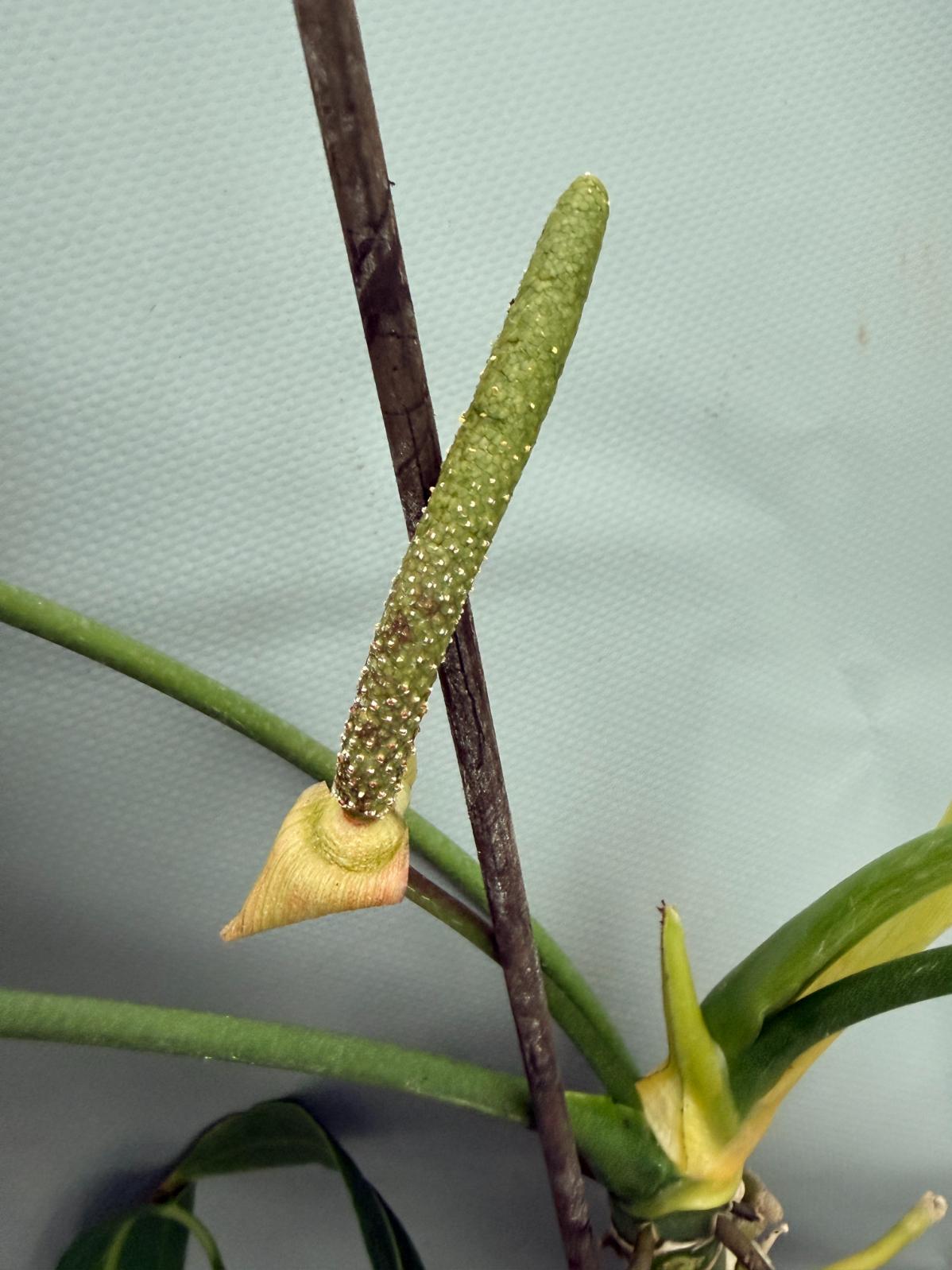 Anthurium Warocqueanum XL 07