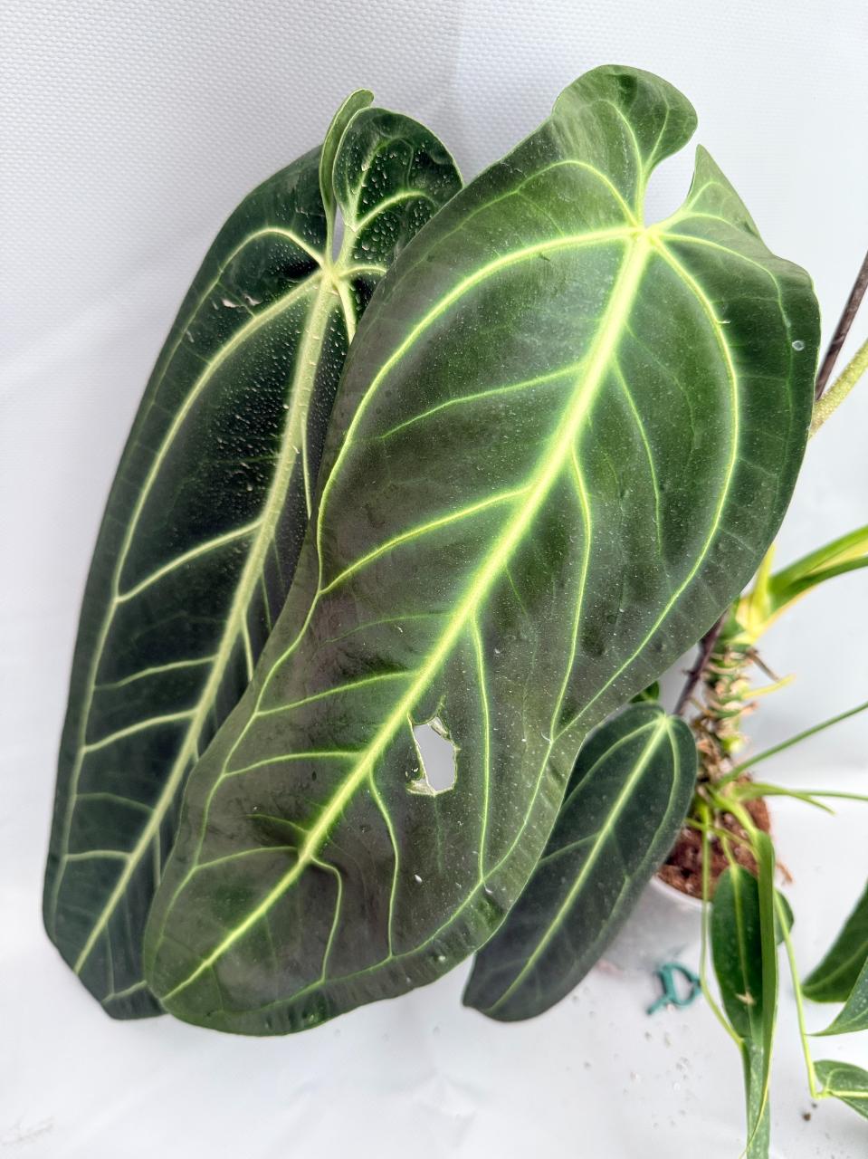 Anthurium Warocqueanum XL 08