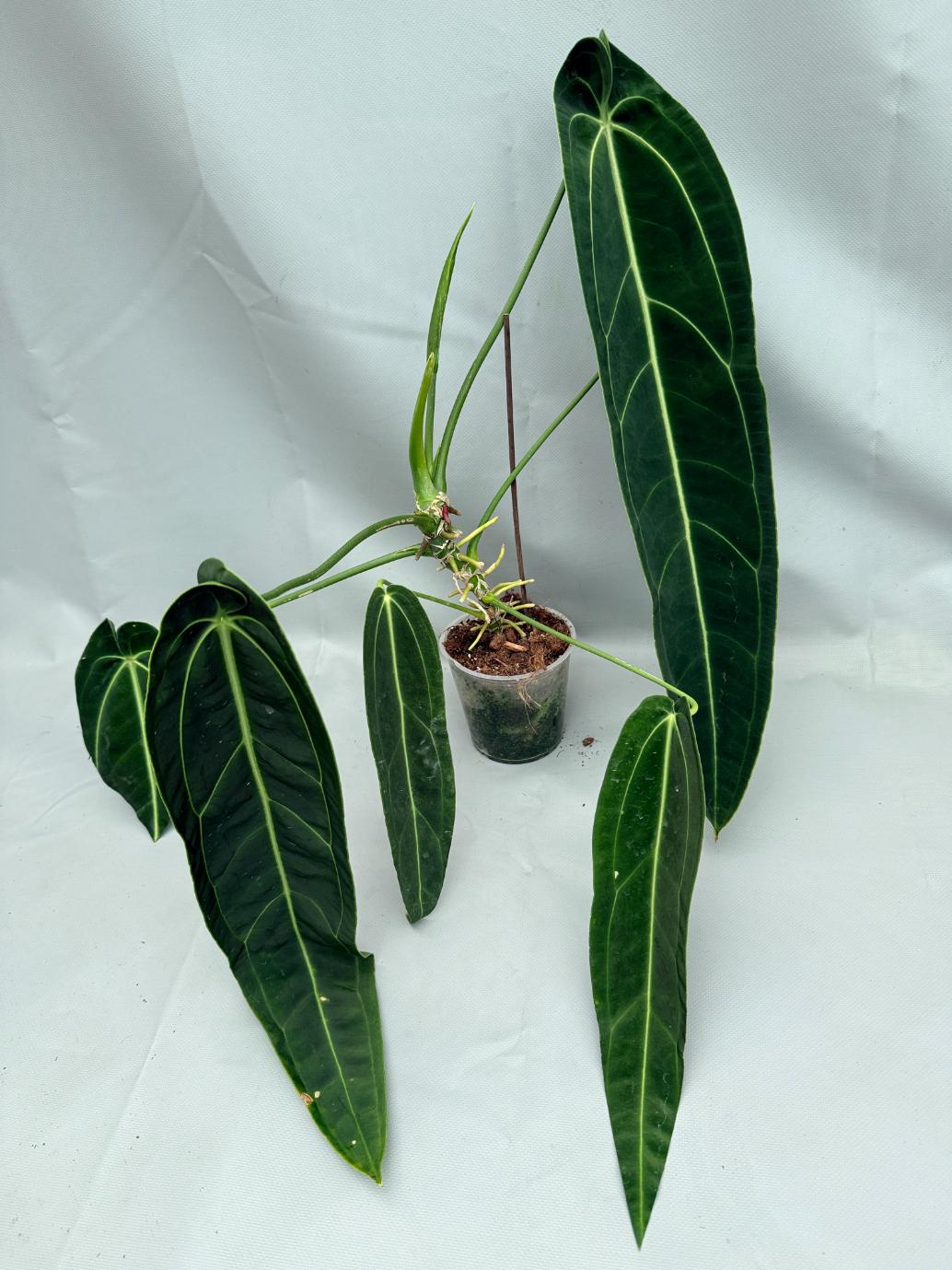 Anthurium_Warocqueanum_XL 07