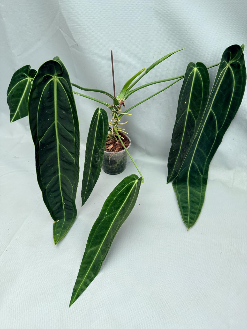 Anthurium_Warocqueanum_XL_01