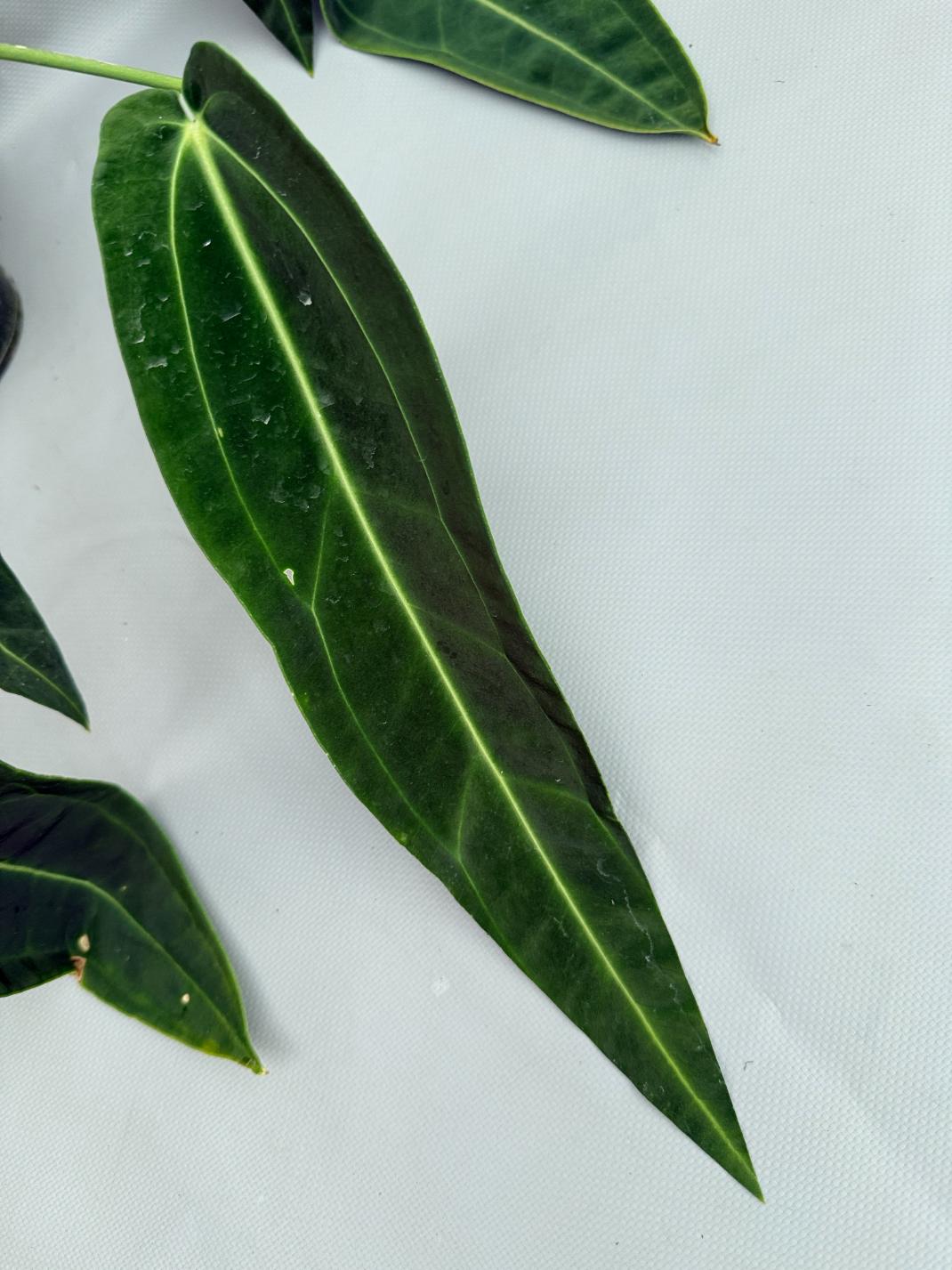 Anthurium_Warocqueanum_XL 02