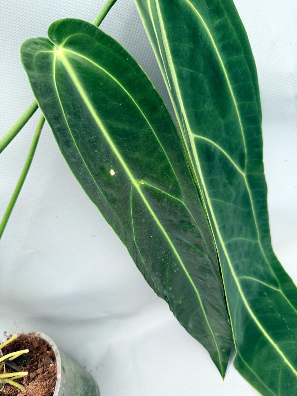 Anthurium_Warocqueanum_XL 03