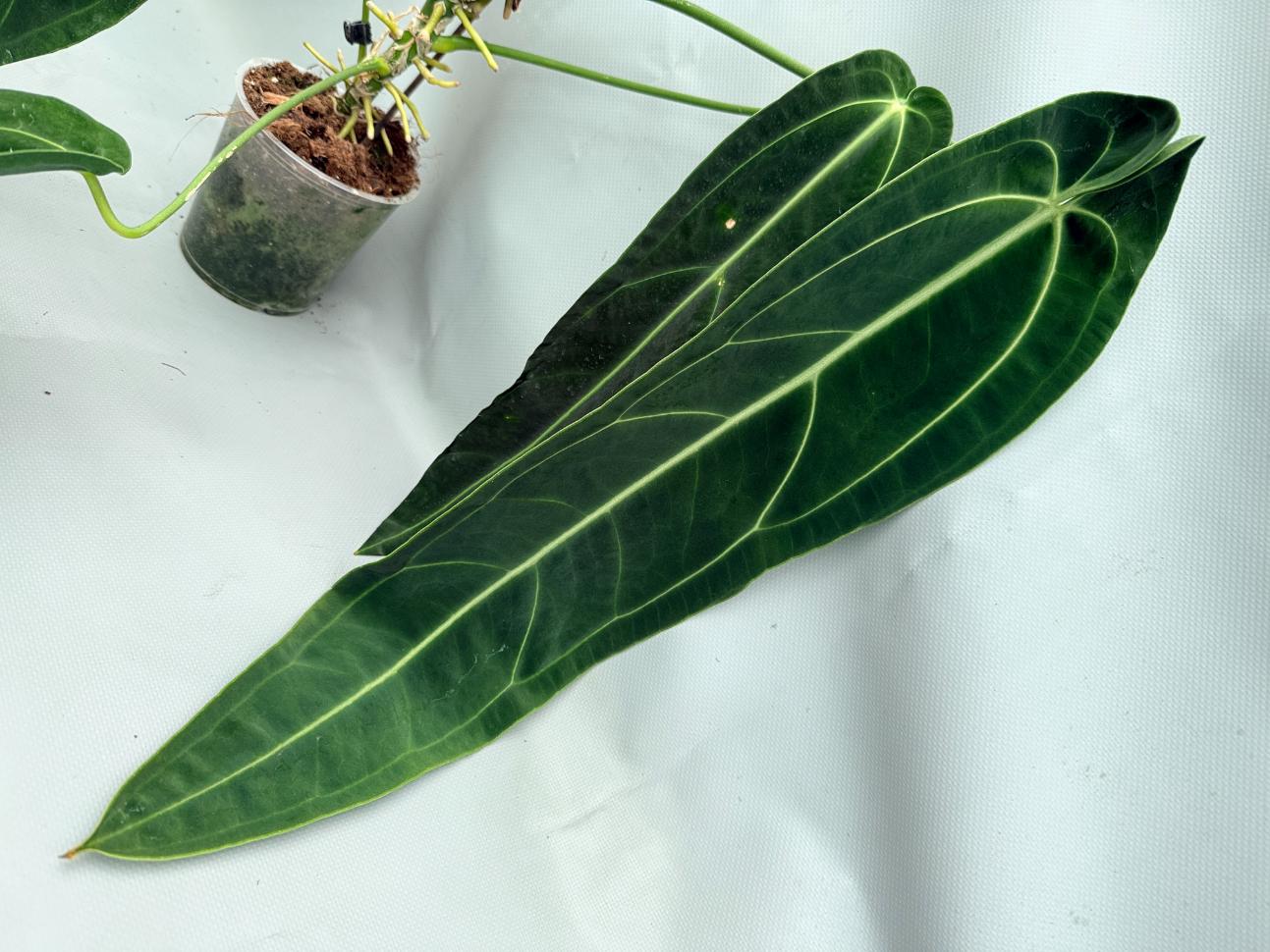 Anthurium_Warocqueanum_XL 04