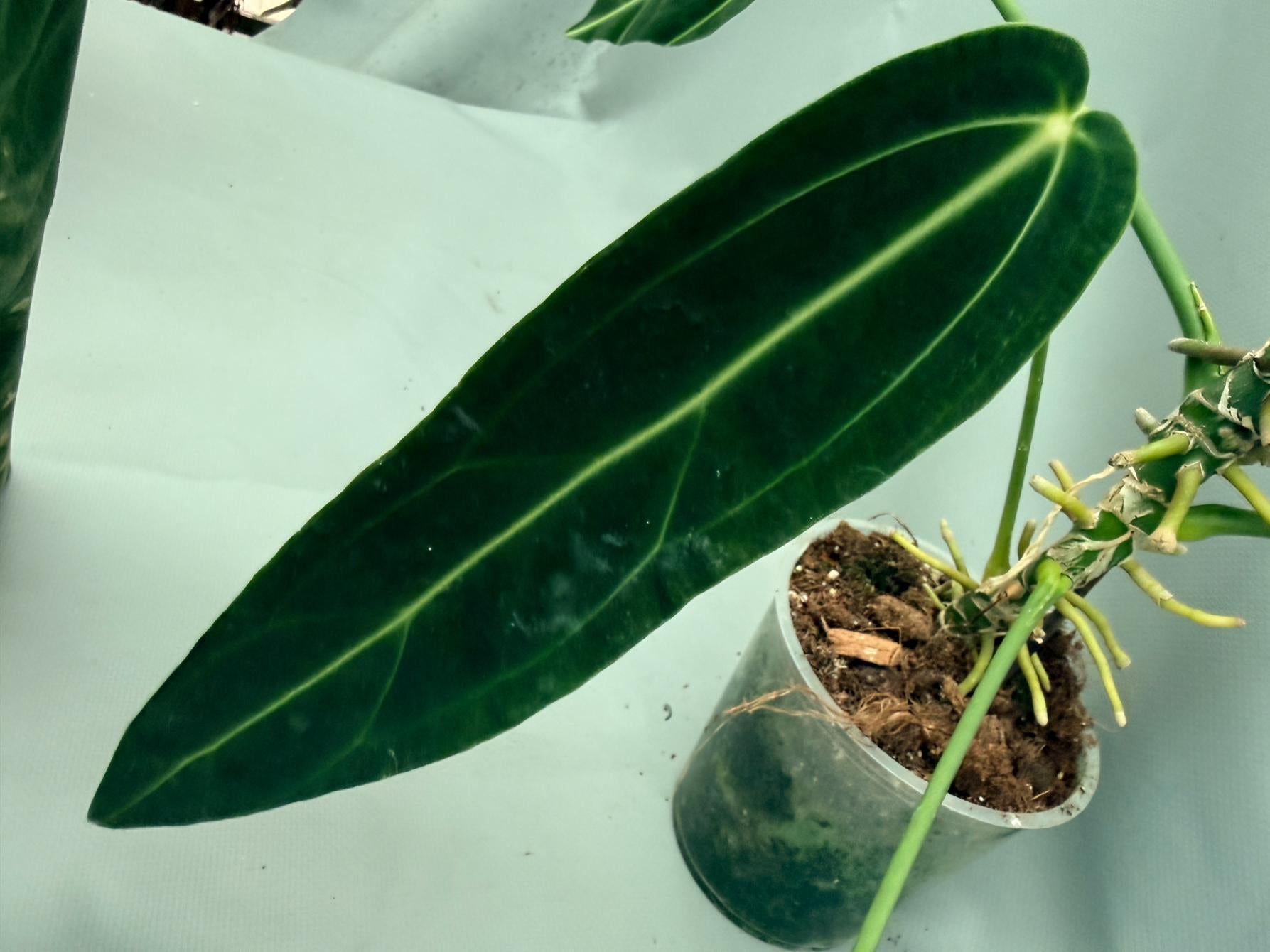 Anthurium_Warocqueanum_XL 05
