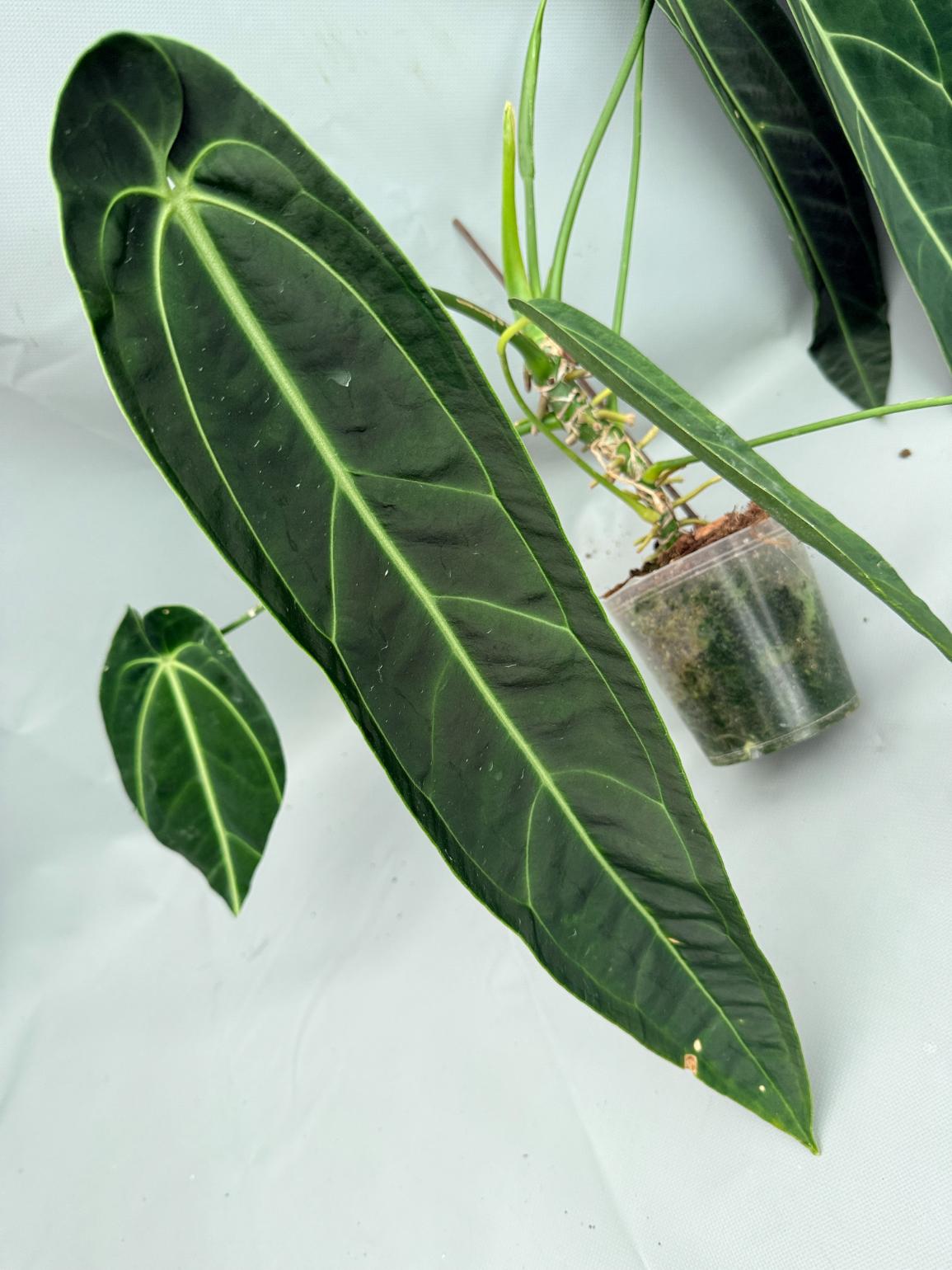 Anthurium_Warocqueanum_XL 06
