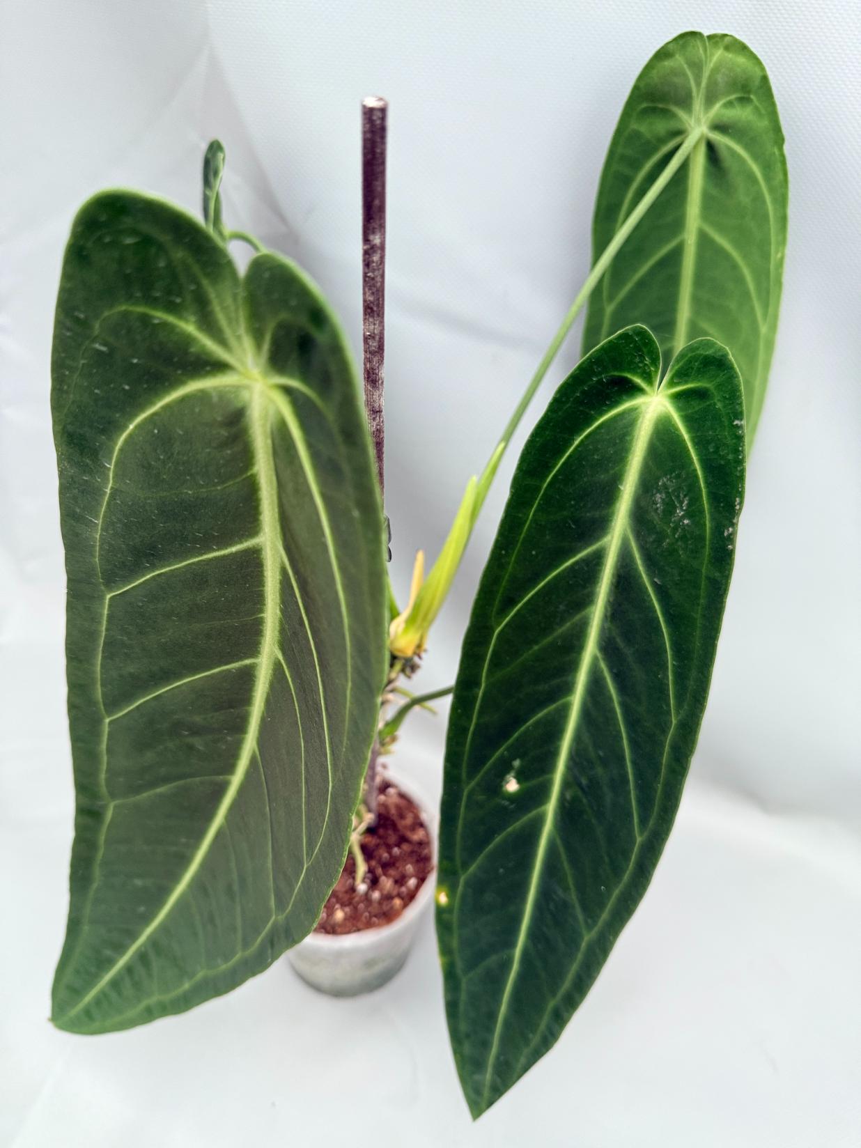 Anthurium Warocqueanum XL 09