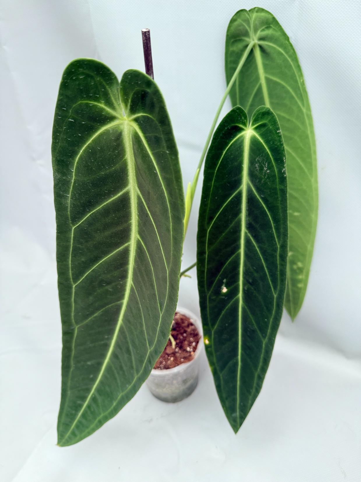 Anthurium Warocqueanum XL 02
