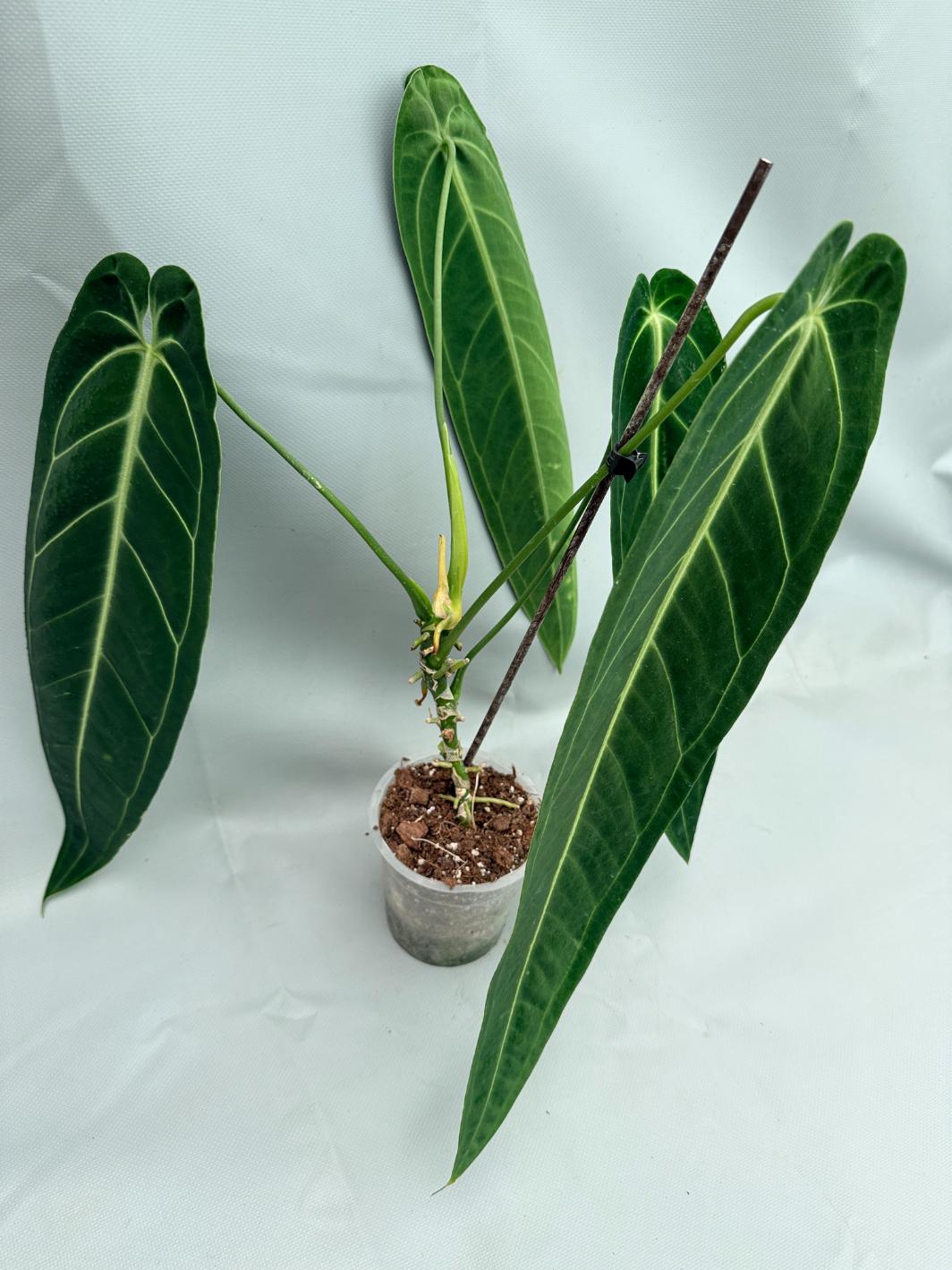 Anthurium Warocqueanum XL 03