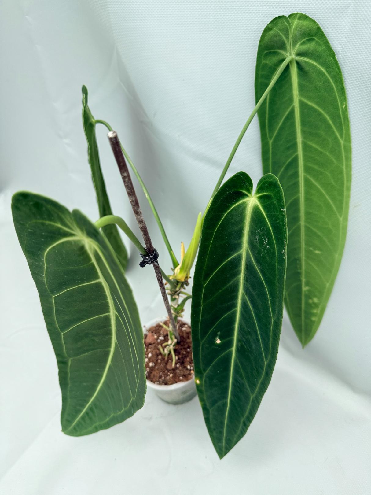 Anthurium Warocqueanum XL 01
