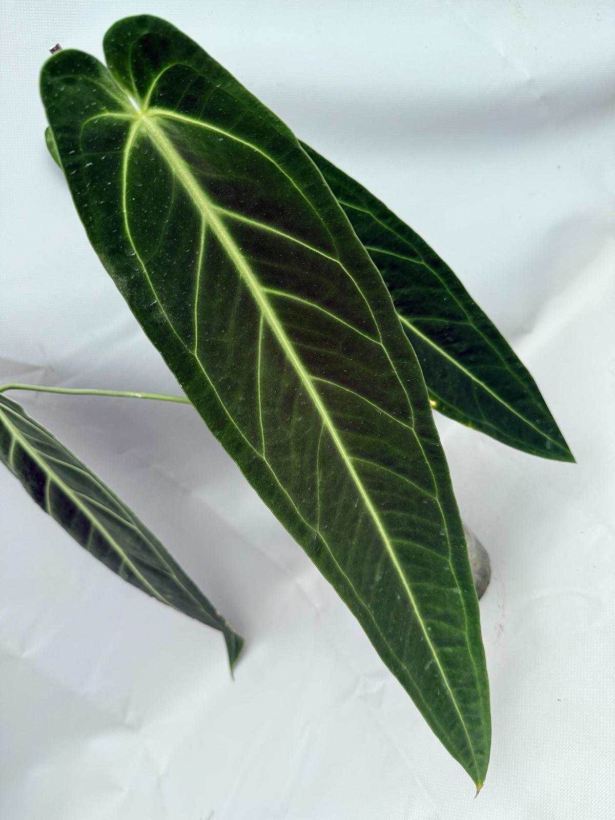 Anthurium Warocqueanum XL 04